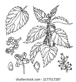 Nettle hand drawn collection. Urtica dioica. Nettle stem, leaves, flowers, seeds. Set. Medical plant. Botanical illustration for cosmetic, medicine, aromatherapy, treating, package design, tea, food