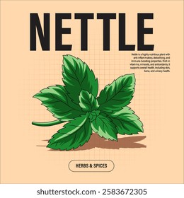 Nettle Herb Premium Vector Clipart High-Quality Illustration for Cooking Branding and Packaging