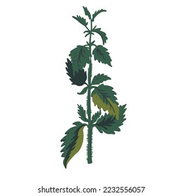 Nettle. Herbs isolated vector illustration in hand drawn flat style. 