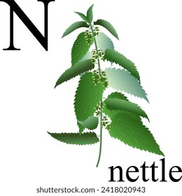 Nettle. Illustration of letters N  of the plant alphabet. Element for print, postcard, poster, embroidery, laser cutting. Vector illustration. English alphabet.