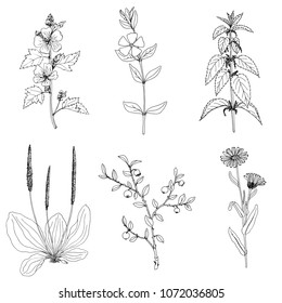 nettle, ink drawing medicinal plant, monochrome botanical illustration in vintage style, isolated floral element, hand drawn illustration