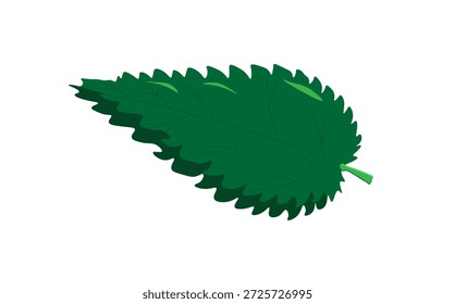 Hoja de ortiga sobre un fondo blanco,