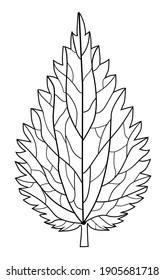 Nettle leaf, streaked straight on a white background