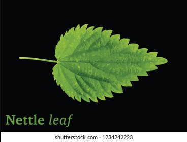 Nettle Leaf. Vector Isolated.