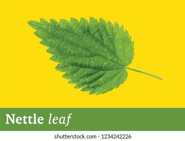 Nettle leaf. Vector isolated.