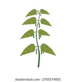 Folhas de urtiga em estilo de design plano. Símbolo de ervas de desintoxicação. Gráfico de ilustração vetorial. Design plano moderno com formas simples para temas de bem-estar.