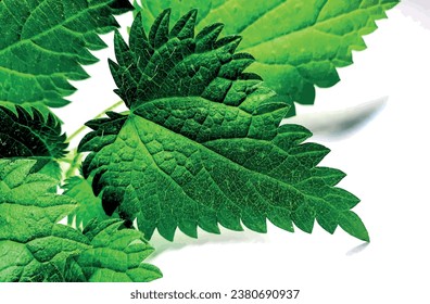 El Nettle deja un vector aislado. Un brote de ortiga. Hojas verdes sobre un vector de fondo blanco. Hierbas útiles para la salud. La menta deja un vector aislado.