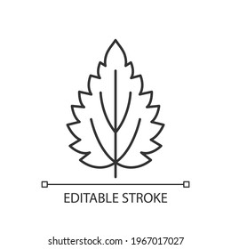 Nettle linear icon. Alternative medicine. Herbal ingredient for homeopathy. Common toxic allergen. Thin line customizable illustration. Contour symbol. Vector isolated outline drawing. Editable stroke