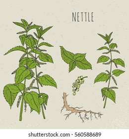 Nettle medical botanical isolated illustration. Plant, leaves, root, flowers hand drawn set. Vintage sketch colorful.