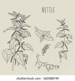 Nettle medical botanical isolated illustration. Plant, leaves, root, flowers hand drawn set. Vintage sketch.