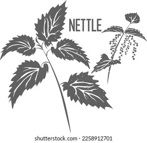 Nettle officinalis leaves and flowers vector silhouette. Nettle medicinal herbal outline. Urticae folia flower silhouette illustration for pharmaceuticals and cosmetology.