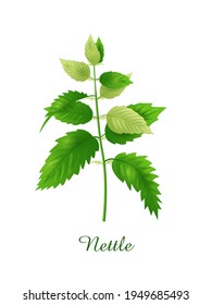 Nettle plant, green grasses herbs and plants collection, realistic vector illustration