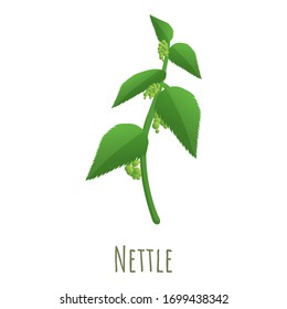 Nettle plant icon. Cartoon of nettle plant vector icon for web design isolated on white background