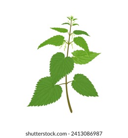 Nettle plant isolated on white background. Vector cartoon illustration of medicinal wild herb.