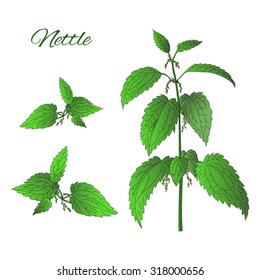 Nettle plant isolated on white background