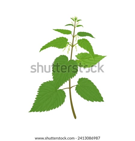 Similar – Image, Stock Photo Stinging nettle (Urtica dioica) in the morning light