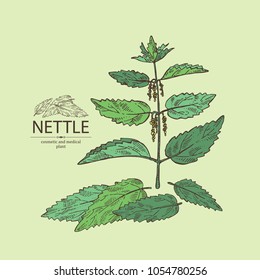 Nettle: plant, leaves, branch of nettle and flowers. Cosmetics and medical plant. Vector hand drawn illustration.