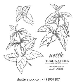 nettle plant vector set on white background