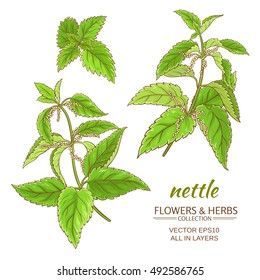 nettle plant vector set on white background