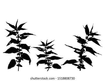 Nettle silhouette illustration. Plants, botany. Vector objects on isolated white background.