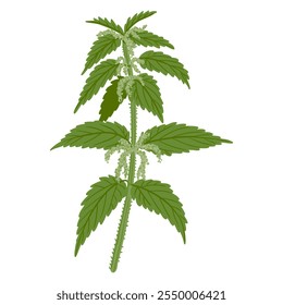 nettle, Urtica dioica, vector drawing wild plant at white background, floral element, medicinal herb, hand drawn botanical illustration