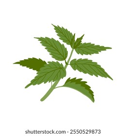 nettle, Urtica dioica, vector drawing wild plant at white background, floral element, medicinal herb, hand drawn botanical illustration