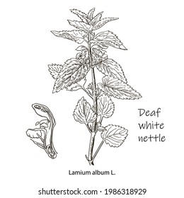 Dibujo vectorial de Nettle. Planta médica aislada con hojas. Ilustración de estilo con grabado de hierbas. Esbozo botánico detallado para té, cosmético orgánico, medicina, aromaterapia