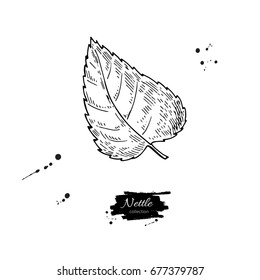 Nettle vector drawing. Isolated medical plant with  leaves. Herbal engraved style illustration. Detailed botanical sketch for tea, organic cosmetic, medicine, aromatherapy