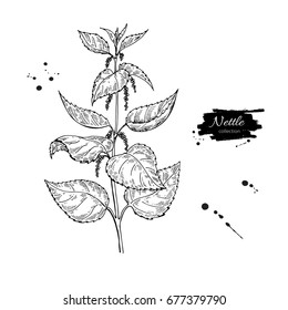 Nettle vector drawing. Isolated medical plant with  leaves. Herbal engraved style illustration. Detailed botanical sketch for tea, organic cosmetic, medicine, aromatherapy