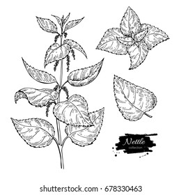 Nettle vector drawing. Isolated medical plant with  leaves. Herbal engraved style illustration. Detailed botanical sketch for tea, organic cosmetic, medicine, aromatherapy