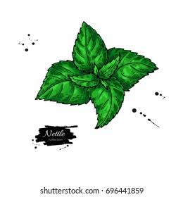 Nettle vector drawing. Isolated medical plant with  leaves. Herbal artistic style illustration. Detailed botanical sketch for tea, organic cosmetic, medicine, aromatherapy