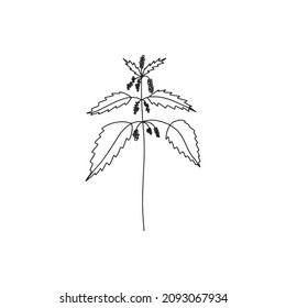 Nettle Vector Line Drawing. Field Herbs And Flowers.  