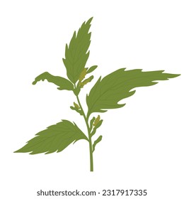 Nettle vector stock illustration. Isolated on a white background. Lamium album, commonly called white nettle or white dead-nettle, dead nettle.