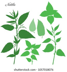 Nettle wild field flower isolated on white background botanical hand drawn vector illustration, Urtica dioica silhouette for design package tea, organic cosmetic, natural medicine, greeting card