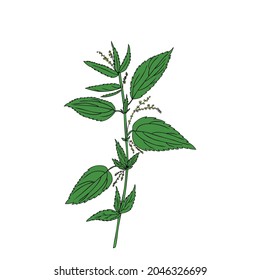 Flor de campo silvestre Nettle aislado sobre fondo blanco boceto dibujado a mano vectorial doodle colorido ilustración Urtica dioica para el diseño paquete de té, cosmética, medicina natural, tarjeta de saludo