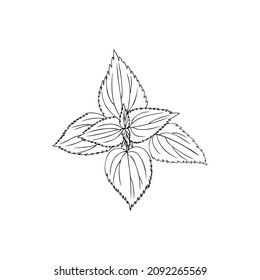 Flor de campo silvestre Nettle aislado sobre fondo blanco boceto dibujado a mano vectorial línea de doodle ilustración de arte Urtica dioica para el diseño paquete de té, cosmética, medicina natural, tarjeta de saludo