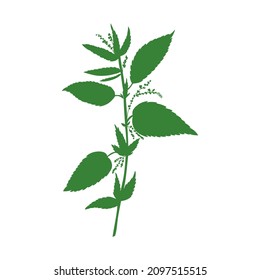 Nettle wild field flower isolated on white background botanical hand drawn sketch vector doodle colorful illustration Urtica dioica, decorative silhouette for design package tea, cosmetic, medicine