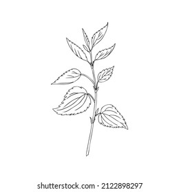 Nettle wild field flower isolated on white background botanical hand drawn sketch vector doodle line art illustration Urtica dioica for design package tea, cosmetic, natural medicine, greeting card