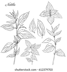 Nettle wild field flower isolated on white background botanical hand drawn sketch vector doodle illustration Urtica dioica for design package tea, organic cosmetic, natural medicine, greeting card