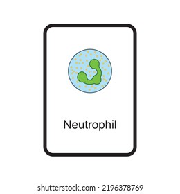 Neturophil Cellular Schematic Structure Vector Illustration, Eps10 Icon