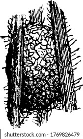 Network of beetle cocoon made by moth caterpillar, vintage line drawing or engraving illustration.