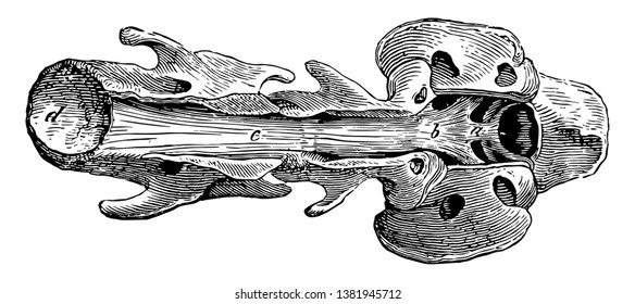 Neural Canal Is The Cavity Or System Of Cavities In A Vertebrate Embryo That Form The Central Canal Of The Spinal Cord, Vintage Line Drawing Or Engraving Illustration.