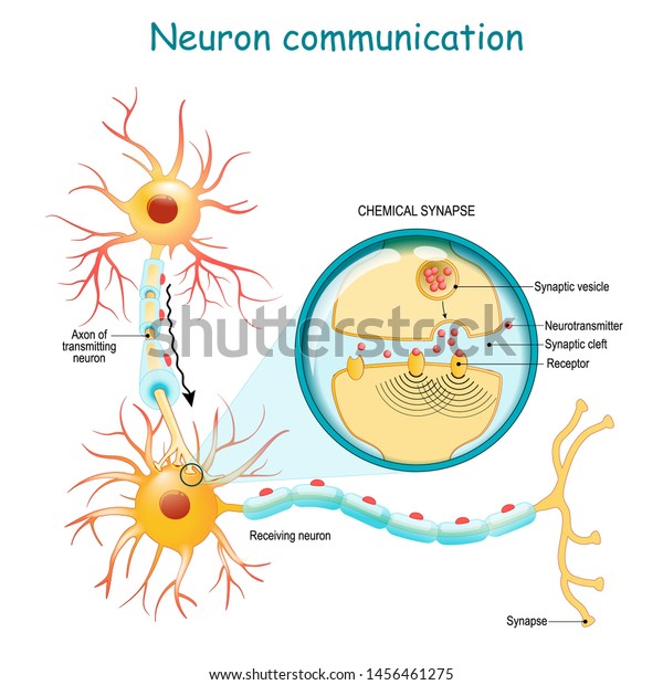 Neural\
communication. Transmission of the nerve signal between two neurons\
with axon and synapse. Close-up of a chemical synapse. vector\
diagram for education, medical, science\
use