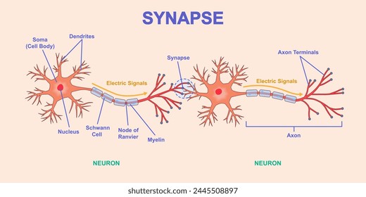 Neural connection diagram. Structure of neuron with axon, dendrites and soma. Transmission of nerve impulse or electrical signal across synapse. Medical infographics. Cartoon flat vector illustration