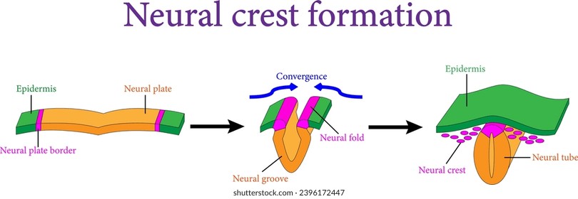 La formación de la cresta neuronal durante la neurulación.Ilustración vectorial.