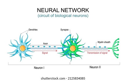 Neural network. circuit or connections of the biological neurons. nervous system. Communication structure of neurons. Transmission of signal in the human brain. Vector illustration