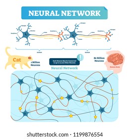 Ilustración vectorial de red neural. Estructura de las neuronas y diagrama neto. Sinapsis, soma, axón y dendritos localizados. Comparación entre neuronas humanas y gatas.