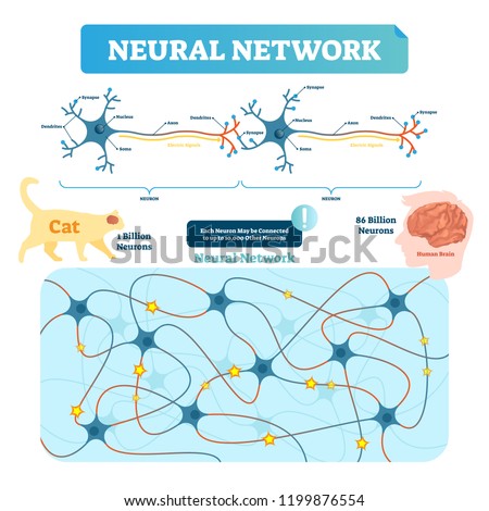 Neural network vector illustration. Neuron structure and net diagram. Synapse, soma, axon and dendrites location. Human and cat neuron count comparement.