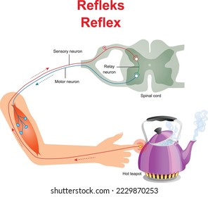 The neural pathway that controls the reflex