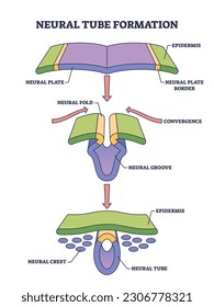 Neural tube formation as embryo medical development stage outline diagram. Labeled educational scheme with convergence or crest stages and structure vector illustration. Primary neurulation process.